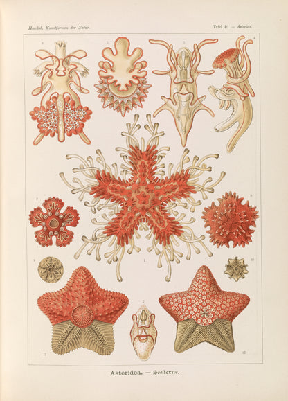 Starfish (1900s) | Ernst Haeckel prints