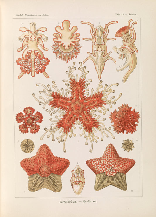 Starfish (1900s) | Ernst Haeckel prints Posters, Prints, & Visual Artwork The Trumpet Shop   