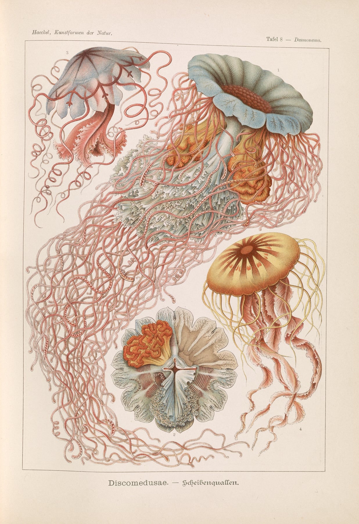 Jellyfish illustration (2) (1900s) | Ernst Haeckel artwork