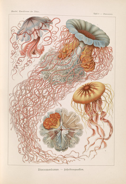 Jellyfish illustration (2) (1900s) | Ernst Haeckel artwork Posters, Prints, & Visual Artwork The Trumpet Shop   