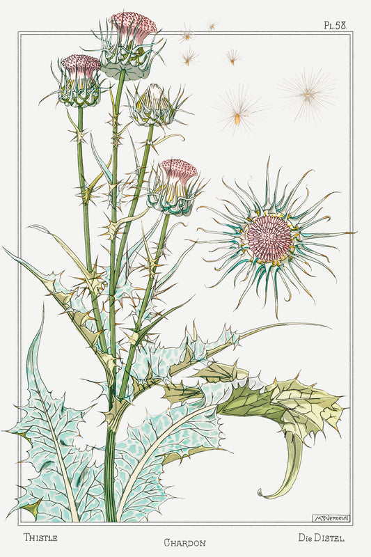 Illustration of a thistle plant with detailed flowers and leaves on a white background