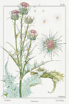 Illustration of a thistle plant with detailed botanical features.