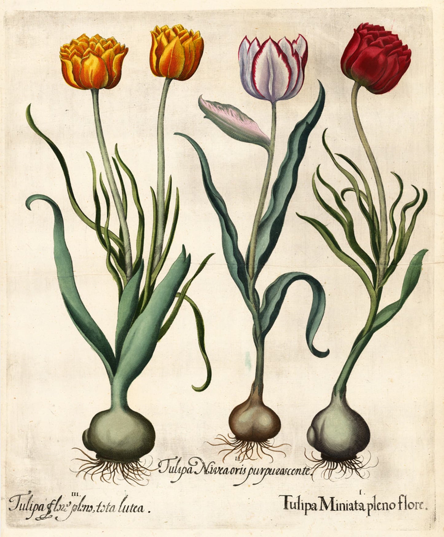 Tulipa (1613) from Hortus Eystettensis by Basilius Besler – Vintage Botanical Art Print