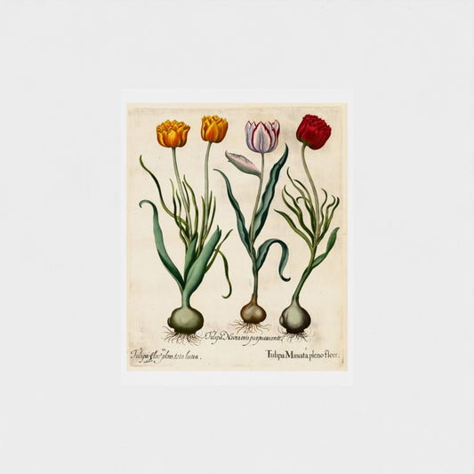 Basilius Besler: "Tulipa" from Hortus Eystettenis (1613)