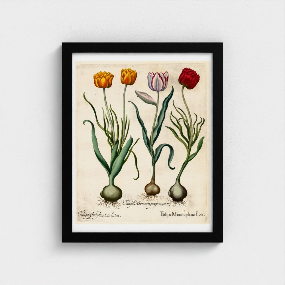 Framed botanical illustration of tulips on a white wall
