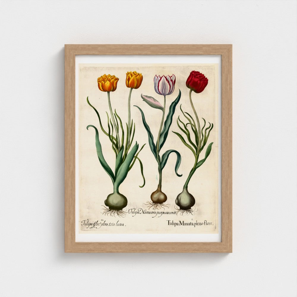 Framed botanical illustration of tulips on a white wall