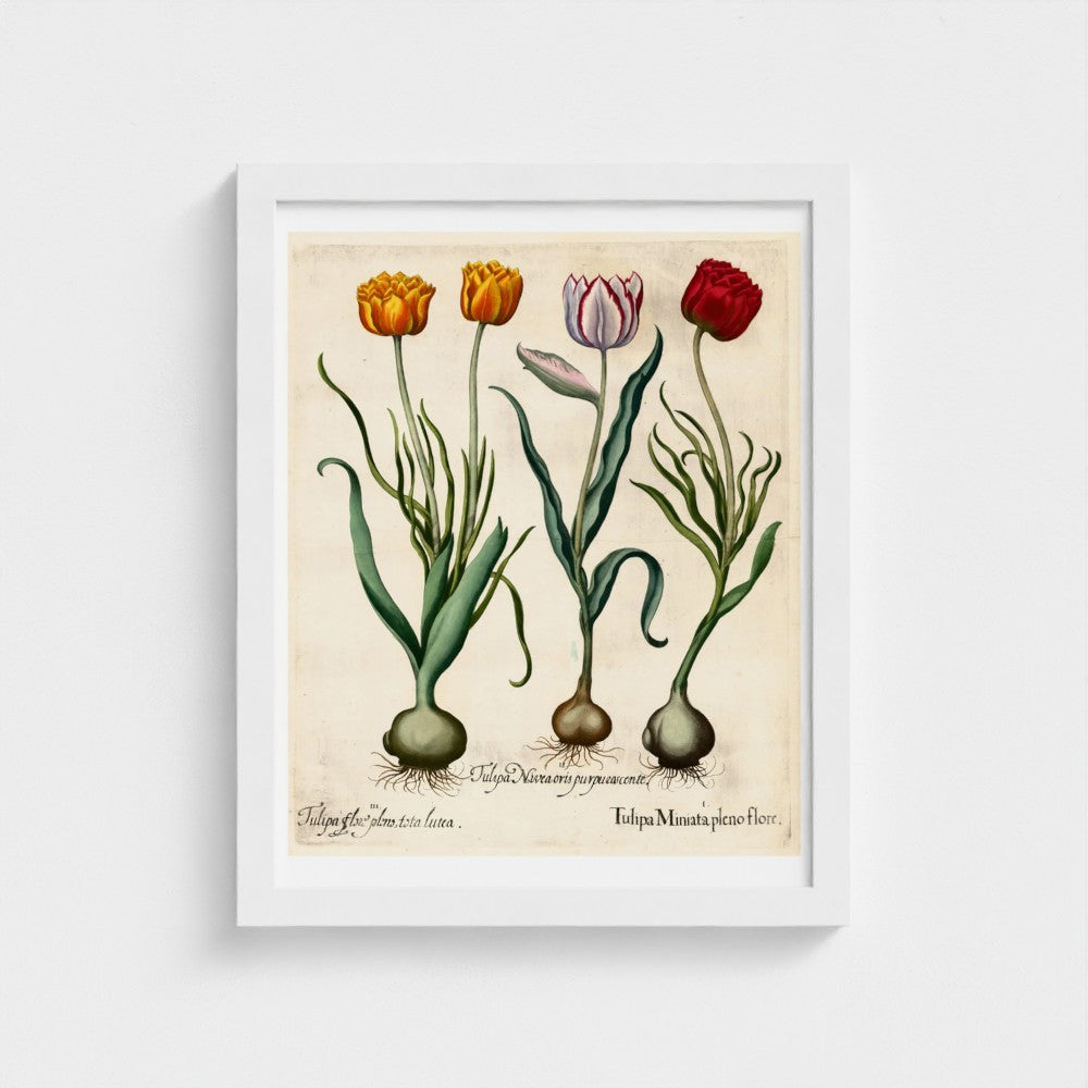 Tulipa (1613) from Hortus Eystettensis by Basilius Besler – Vintage Botanical Art Print