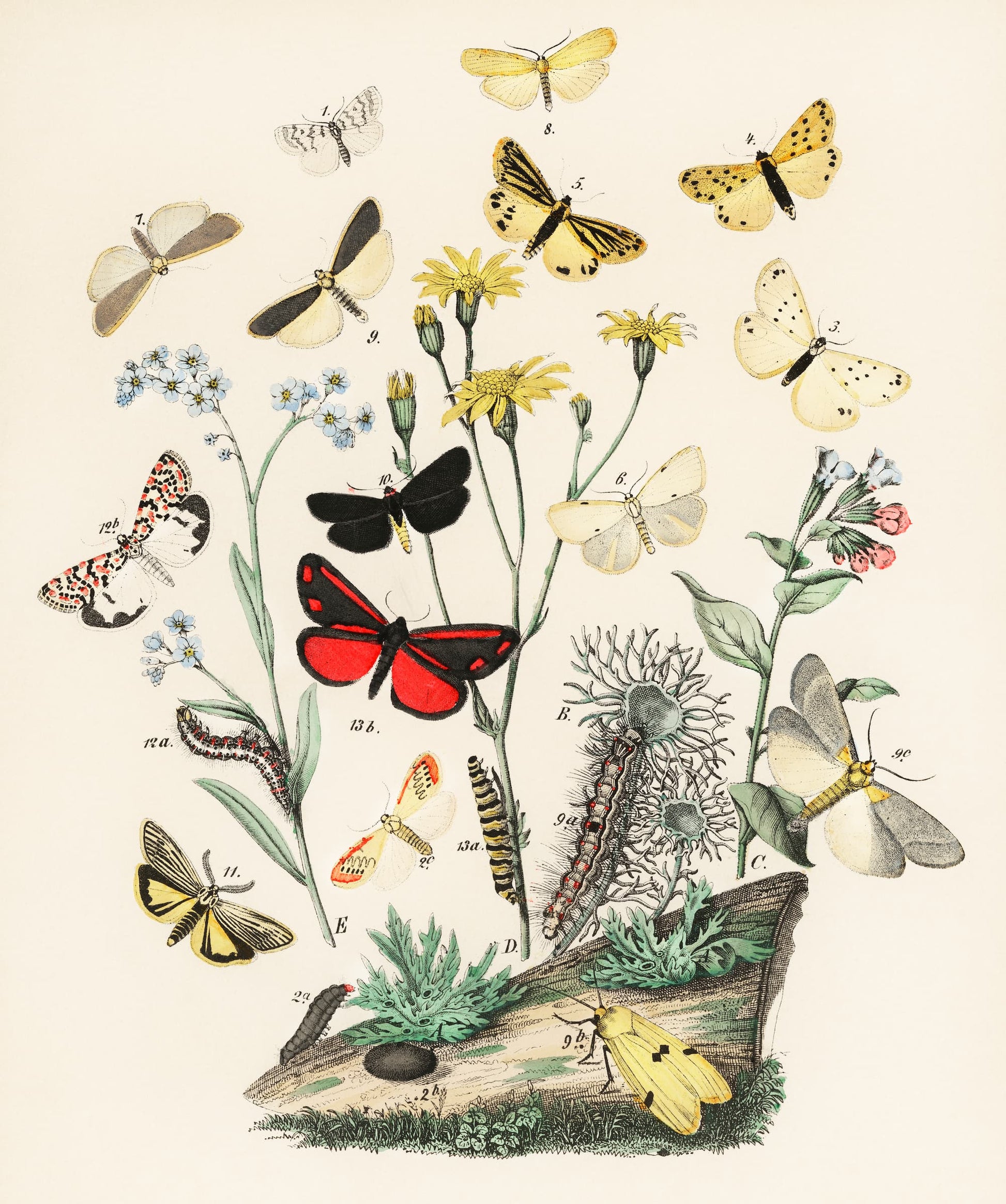 Illustration of various butterflies and moths on plants with a white background