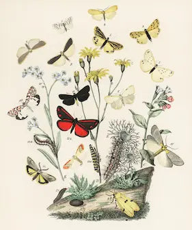 Illustration of butterflies and flowers on a beige background