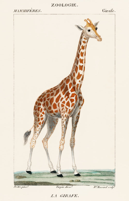 Vintage illustration of a giraffe from a zoological book