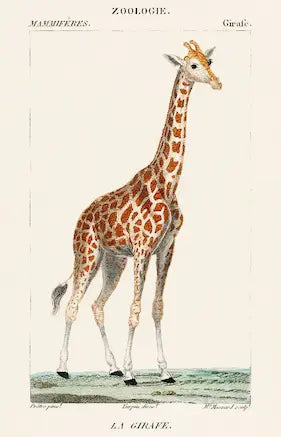 Vintage illustration of a giraffe from a zoological book