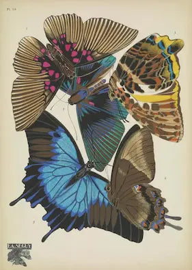 Illustration of various butterflies on a beige background