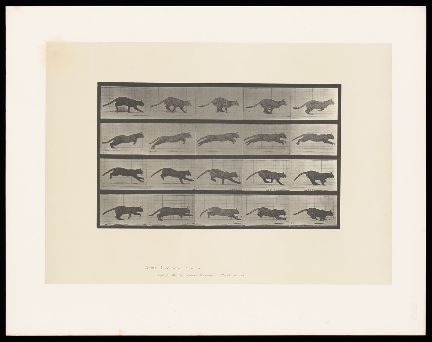 Framed artwork of a series of black and white illustrations of leopards on a beige background