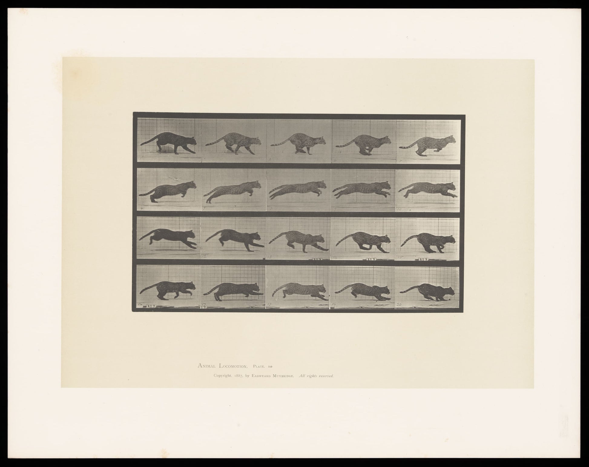 Framed artwork of a series of black and white illustrations of leopards on a beige background