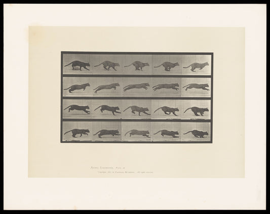 Framed artwork of a series of black and white illustrations of leopards on a beige background