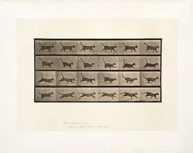 Artwork of a cat running, likely from 'Animal Locomotion' by Eadweard Muybridge.
