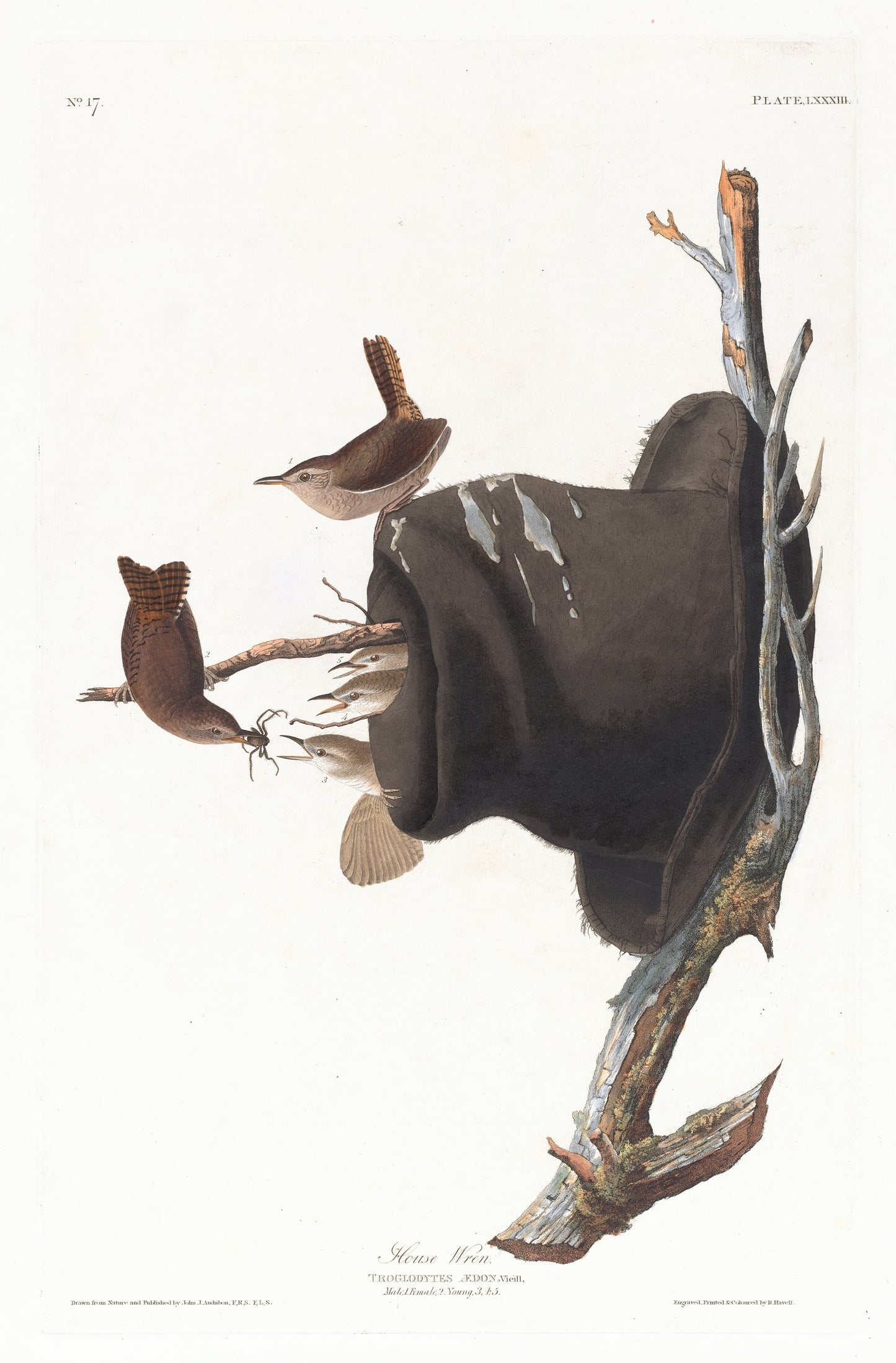 Illustration of two wrens perched on branches with a white background