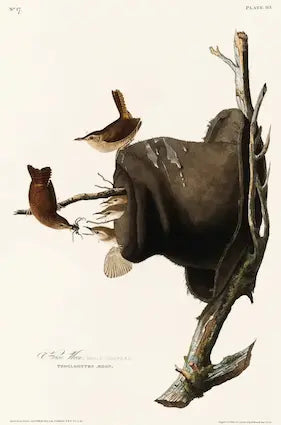 Illustration of two birds perched on a branch with a white background
