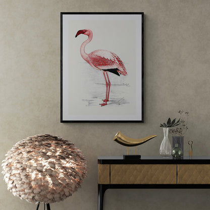 Flamingo artwork (1900s) | C. G. Finch-Davies Posters, Prints, & Visual Artwork The Trumpet Shop   