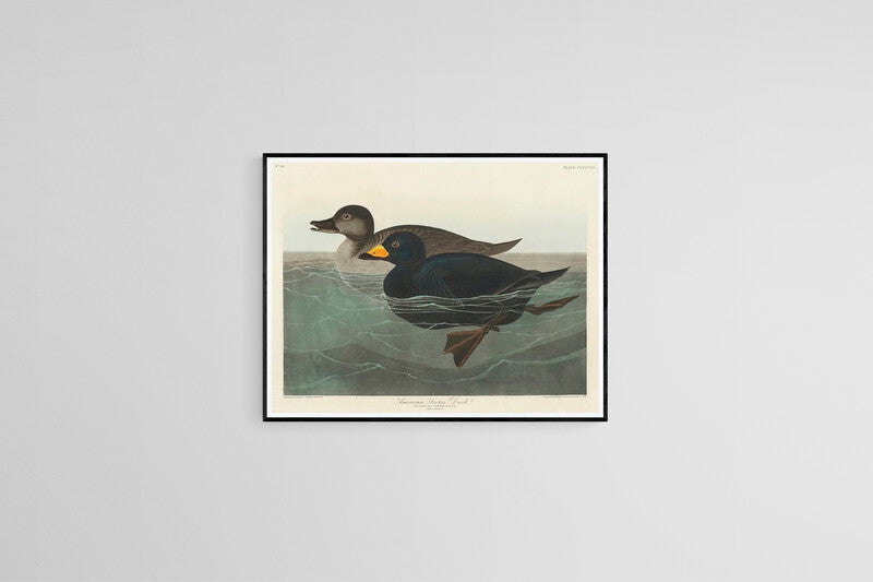 "American Scoter Duck" (1800s) | John James Audubon artwork