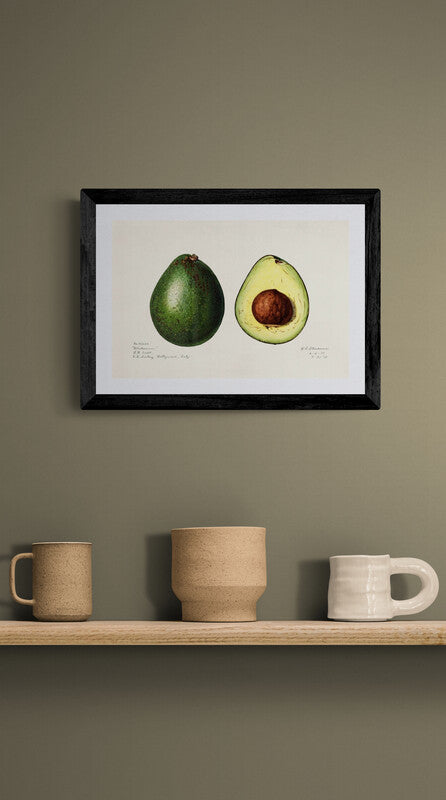 Avocado art print (1900s) | Amada Almira Newton