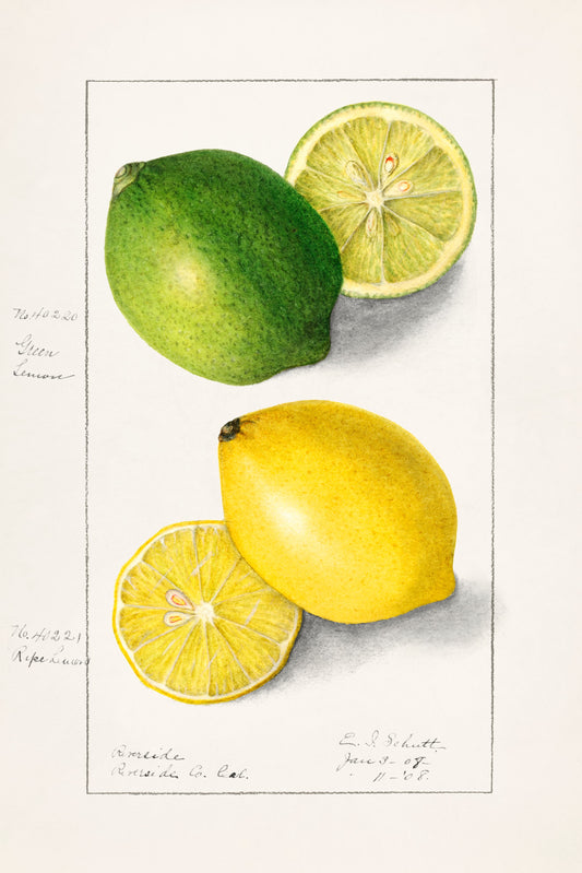 Illustration of green and yellow lemons on a white background