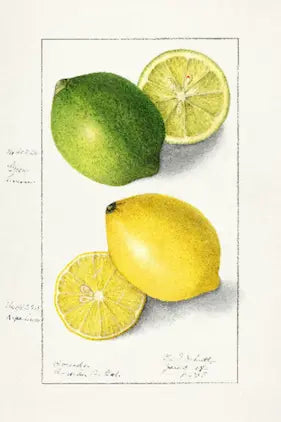 Illustration of a lime and lemons on a white background
