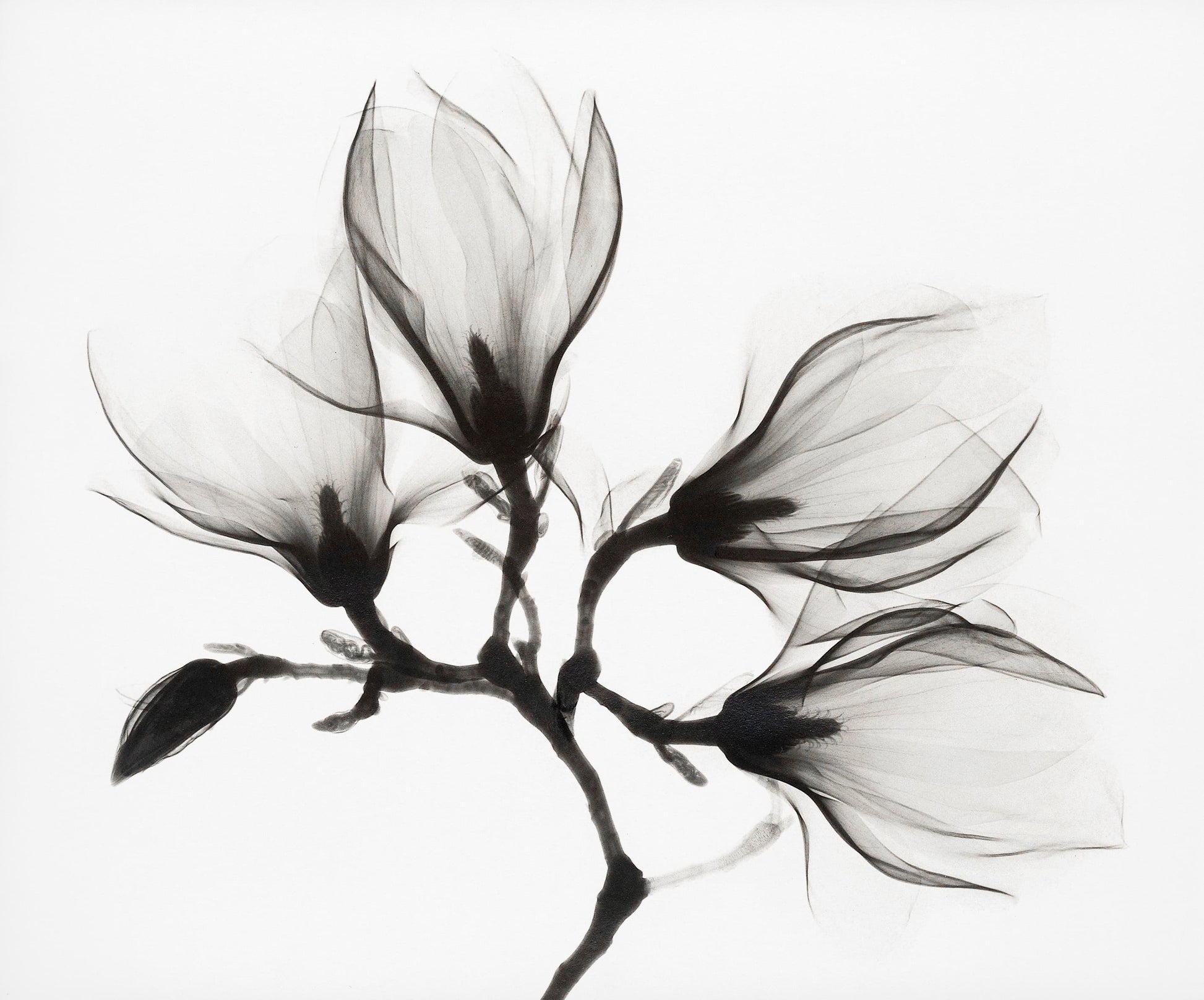 X-ray image of a flower branch on a white background