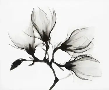 Black and white X-ray image of a flower on a white background
