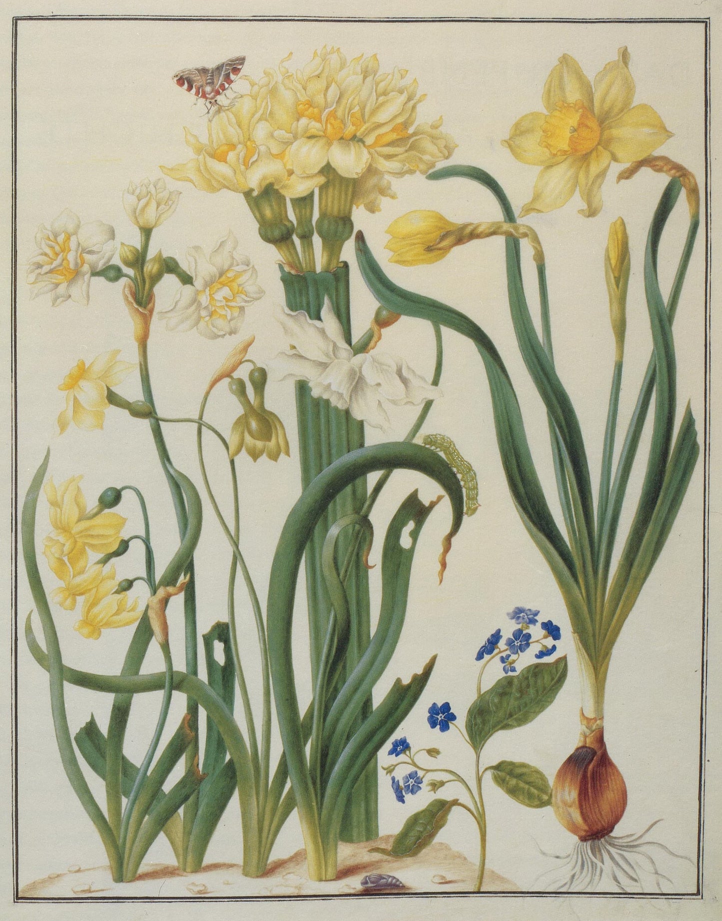 Botanical illustration print of flowers and plants