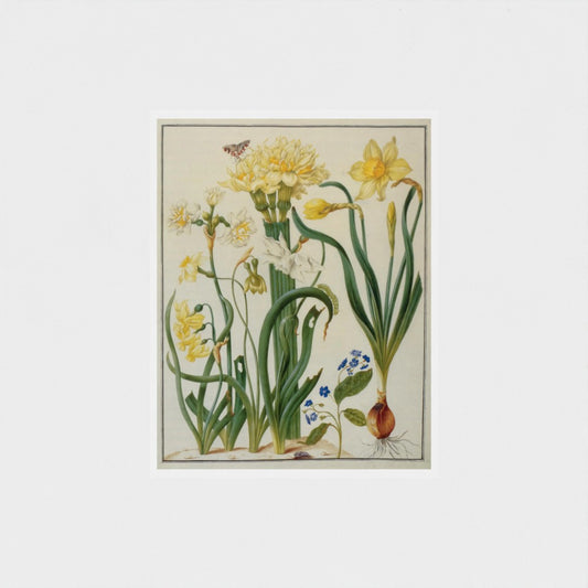 Botanical illustration print of flowers and plants on a white wall
