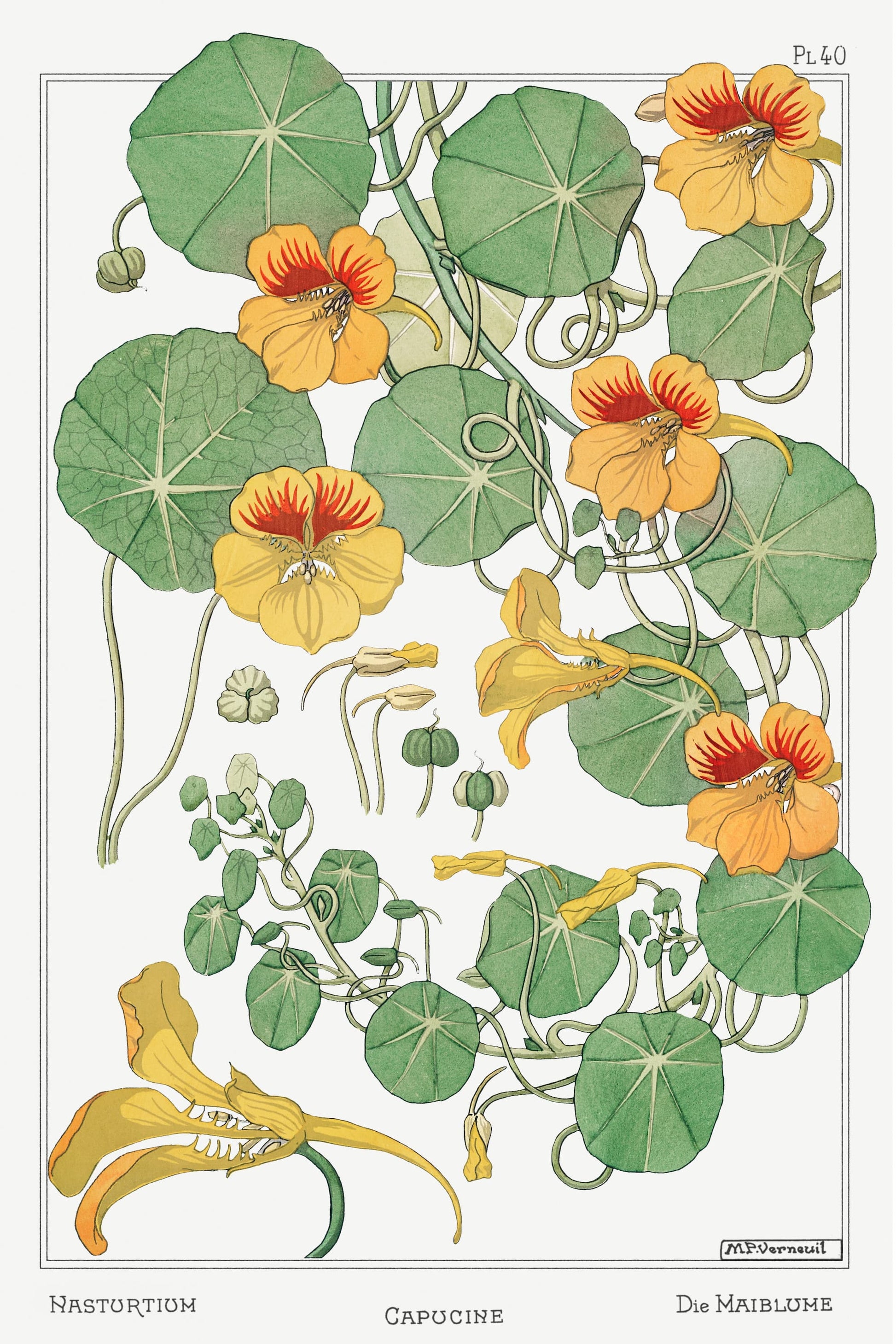 Illustration of nasturtium flowers and leaves on a white background