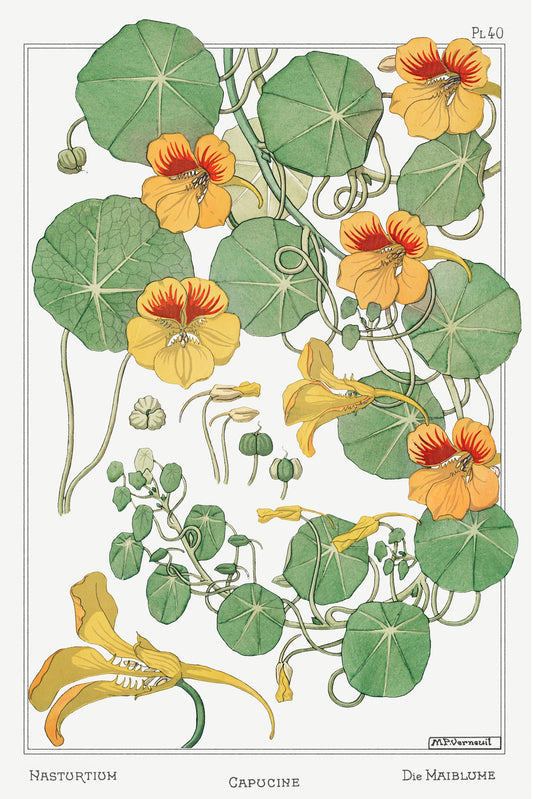 Illustration of nasturtium flowers and leaves on a white background