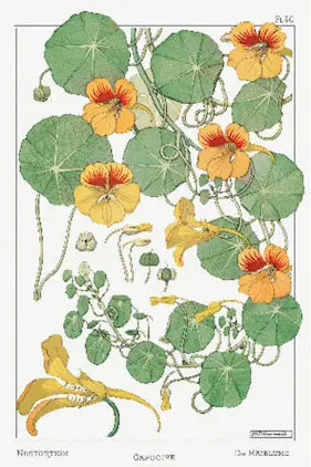 Illustration of nasturtium flowers and leaves on a white background