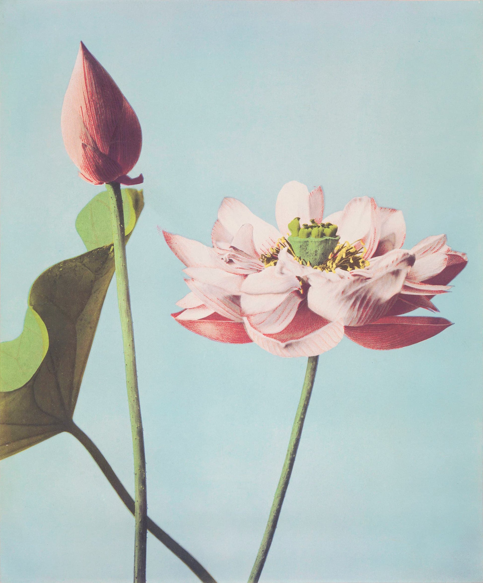 Lotus flower and bud against a light blue background