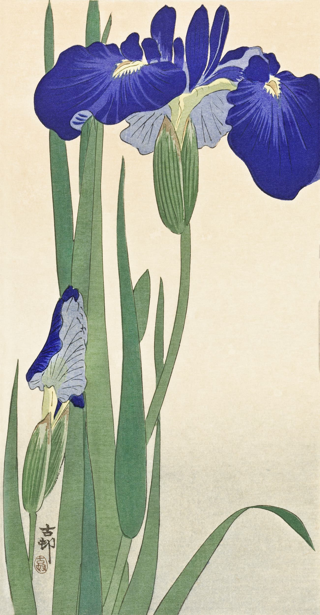 Illustration of blue flowers with green leaves on a beige background