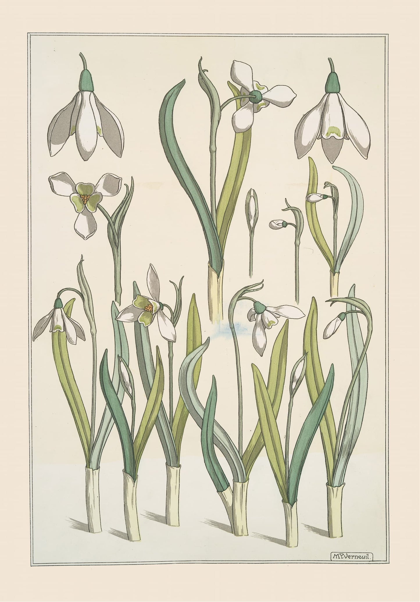 Illustration of snowdrop flowers with green leaves on a beige background