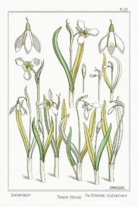 Illustration of snowdrops with green leaves on a white background