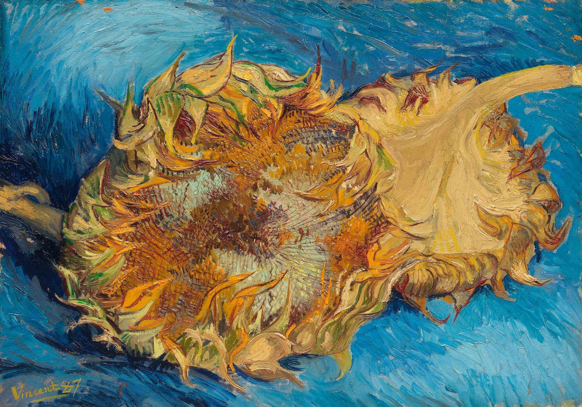 Two sunflowers with a blue background, signed by Van Gogh