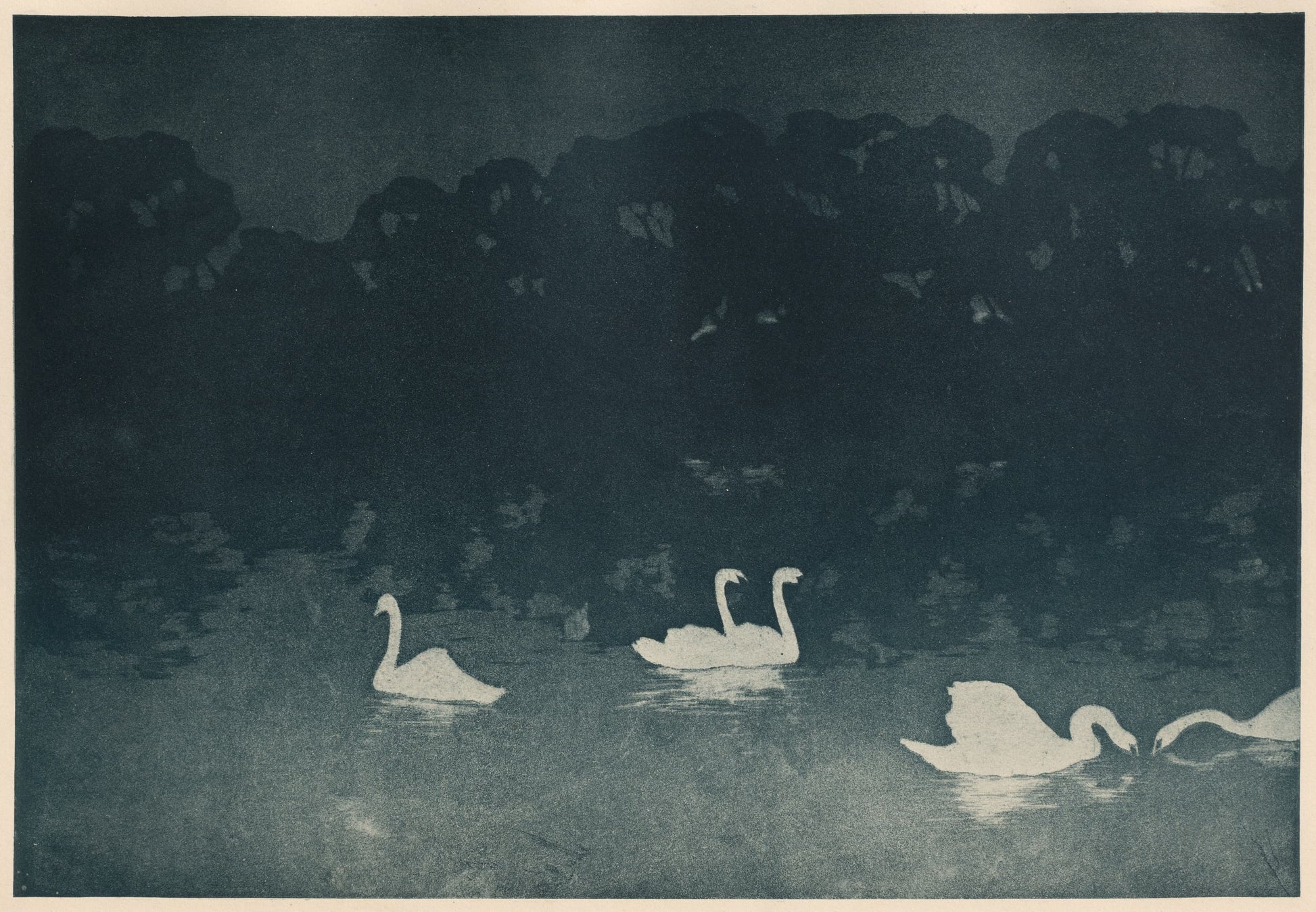 Silhouette of swans on a dark water surface with a forested background