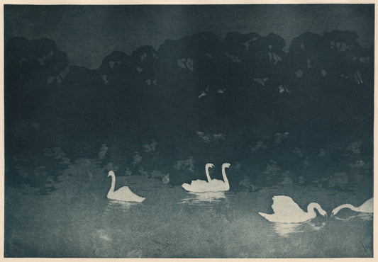 Silhouette of swans on a dark water surface with a forested background