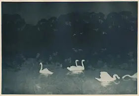 Swans on a lake at night with a dark background