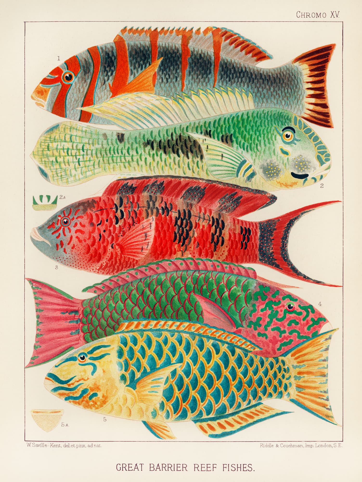 Illustration of four colorful fish from the Great Barrier Reef on a beige background.