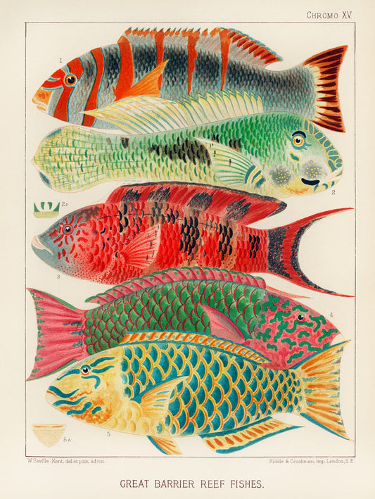 Illustration of four colorful fish from the Great Barrier Reef on a beige background.
