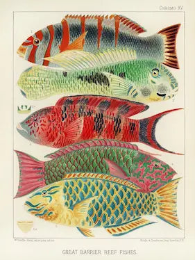Illustration of colorful reef fish from the Great Barrier Reef.