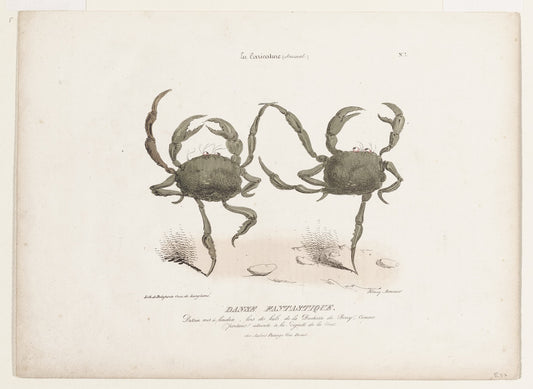 Vintage illustration of two crabs on a white background