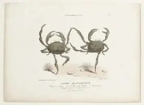 Illustration of two crabs on a white background