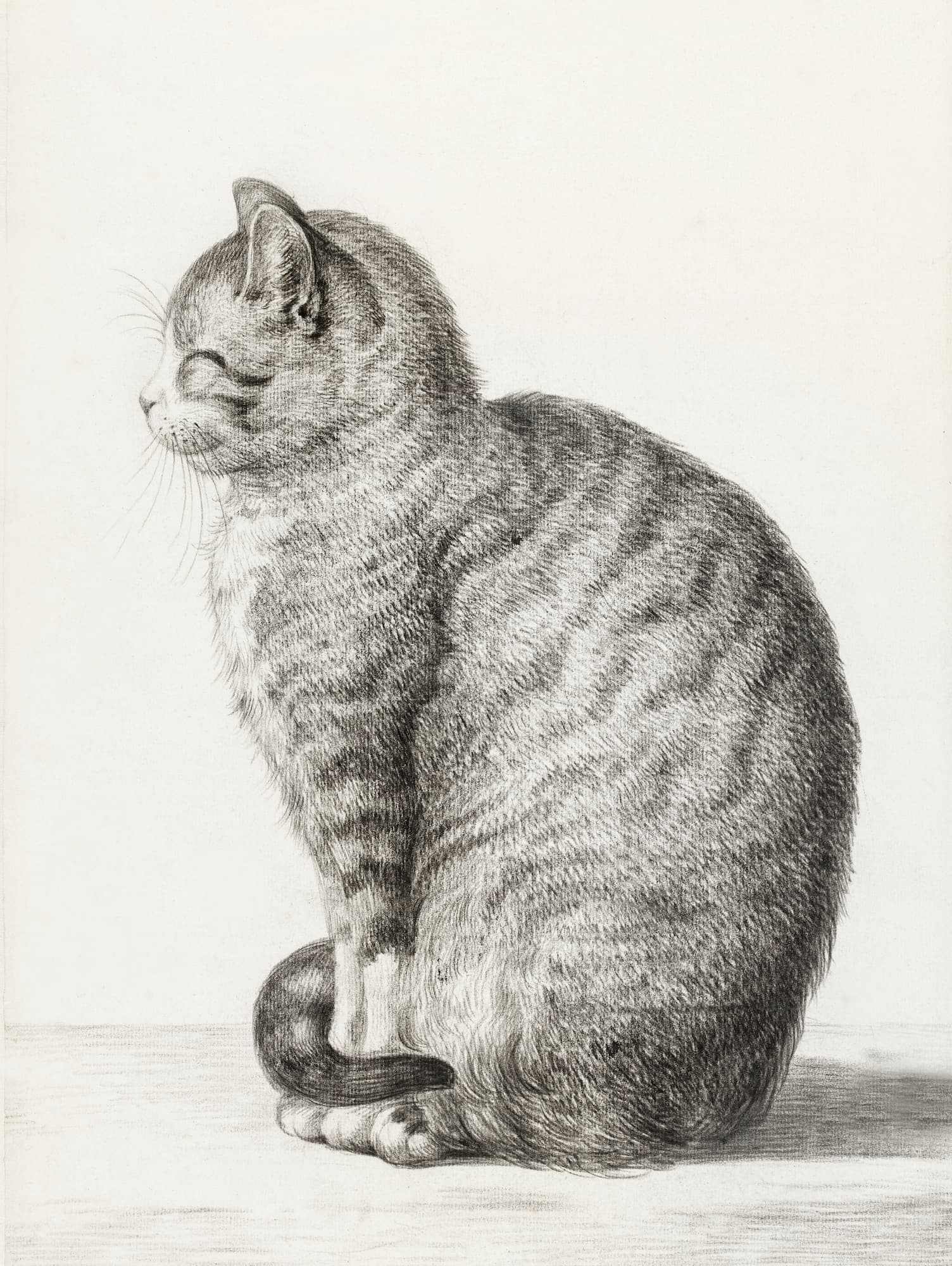 Detailed black and white illustration of a sitting cat on a plain background