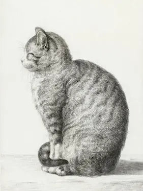 Detailed black and white illustration of a sitting cat on a plain background