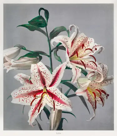 Artistic depiction of lilies with red and yellow accents on a gray background